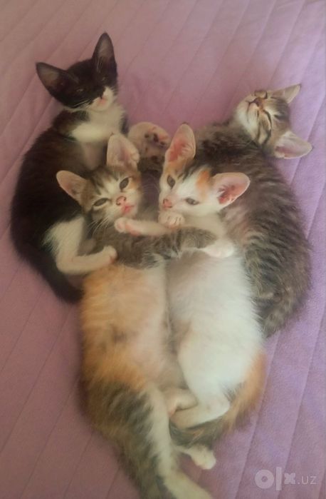 Котята в добрые руки
