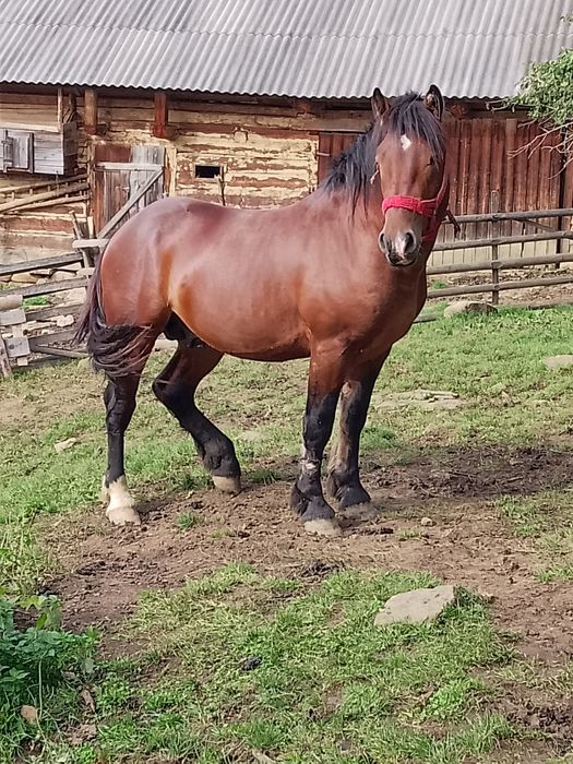 Manz de 2 ani de vanzare