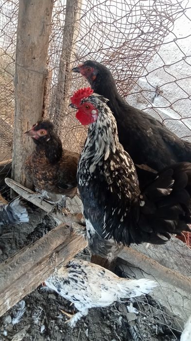 Японские карлики