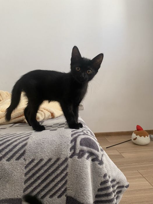 Отдам котят даром