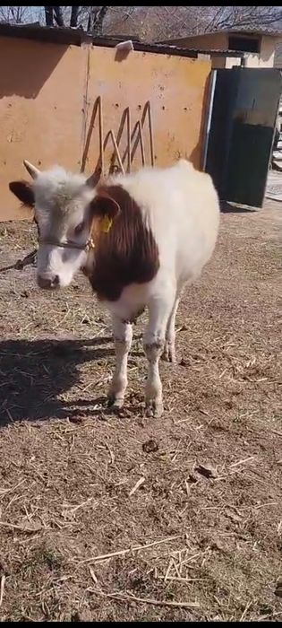 Букалар сатылады