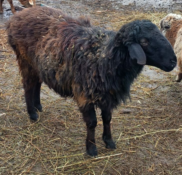 1 жасар кошкар сатамын