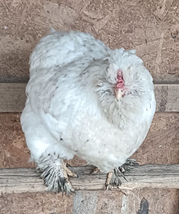 Gaini motate de vanzare