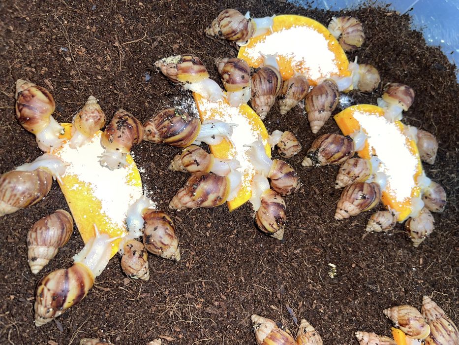 Ulitkalar sotuvdaa Nalichida bor