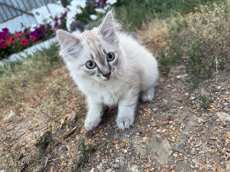 Отдам котят бесплатно мальчик и девочка