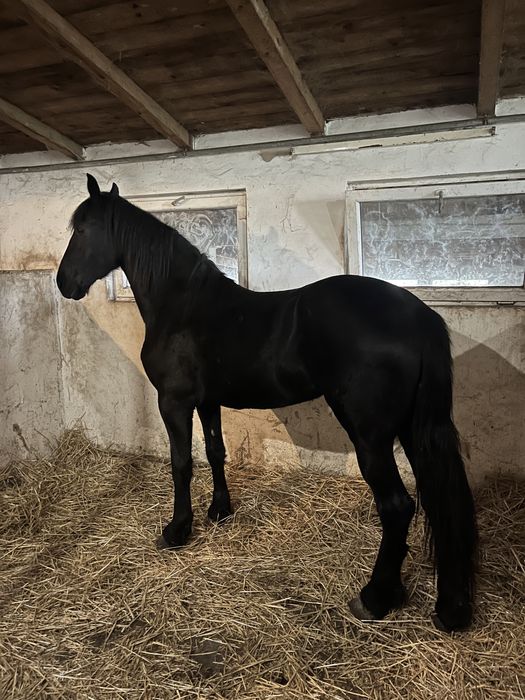 Iapa friesian 3 ani