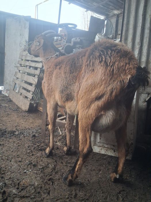 Срочно продам козу