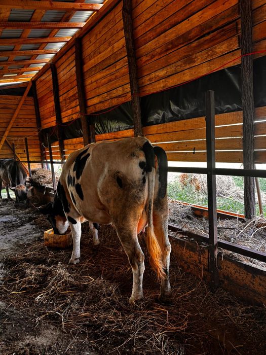 Vaca cu lapte de vanzare