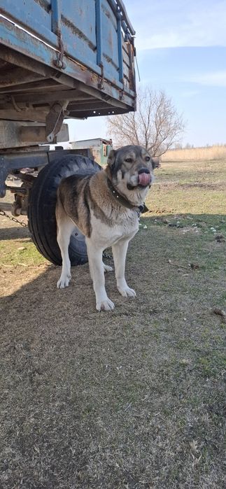 Алабай          .