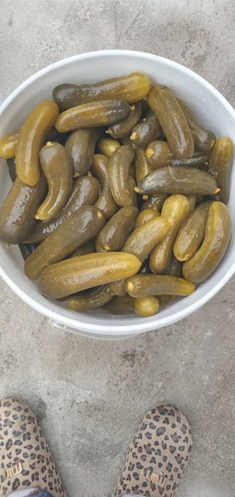 Tuzlangan bodring sotiladi