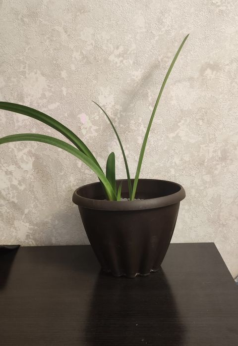 Гипераструм красный