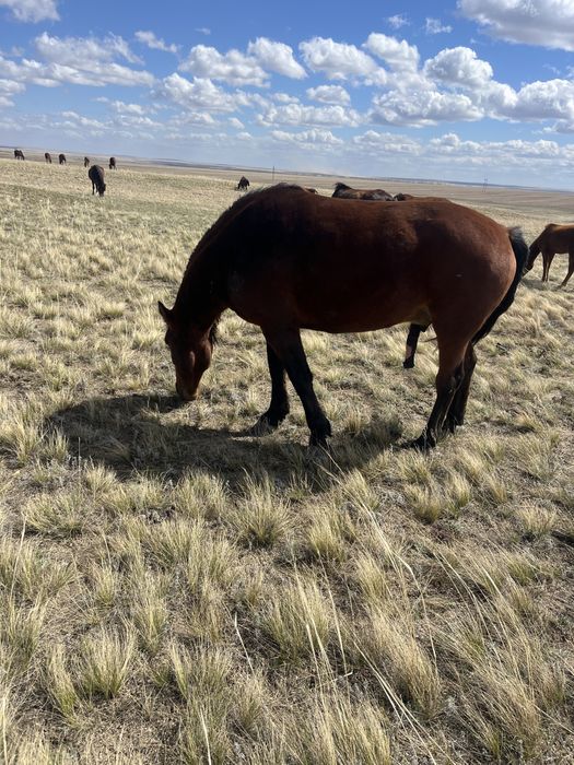 Продается жеребец