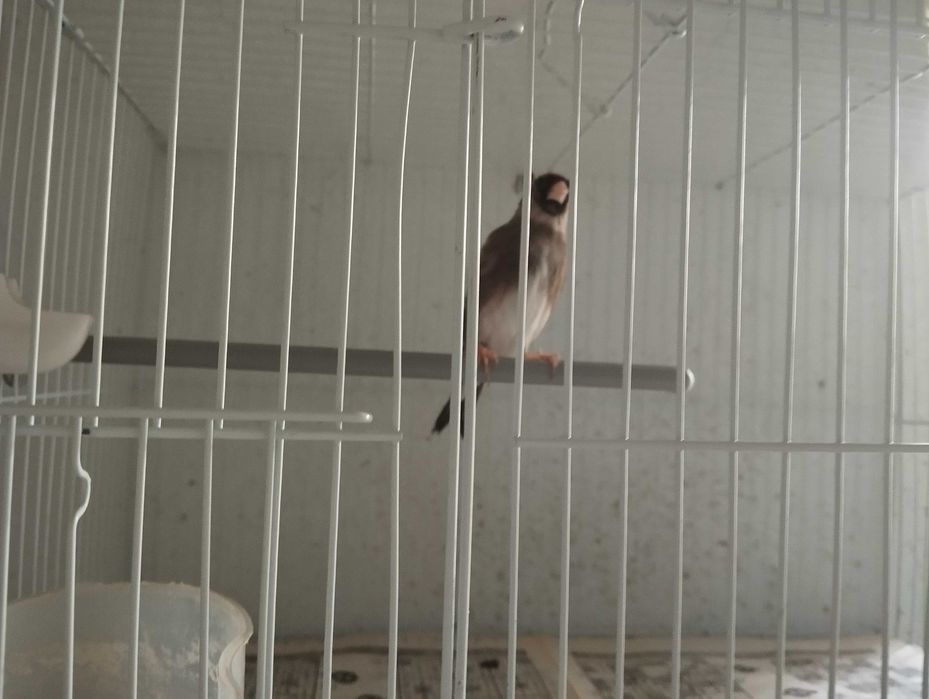 Продам птицу щегол певчий
