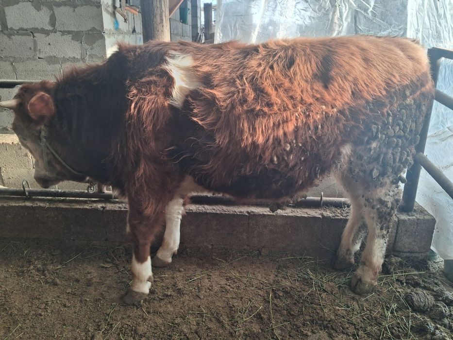 Продам бычка симментал