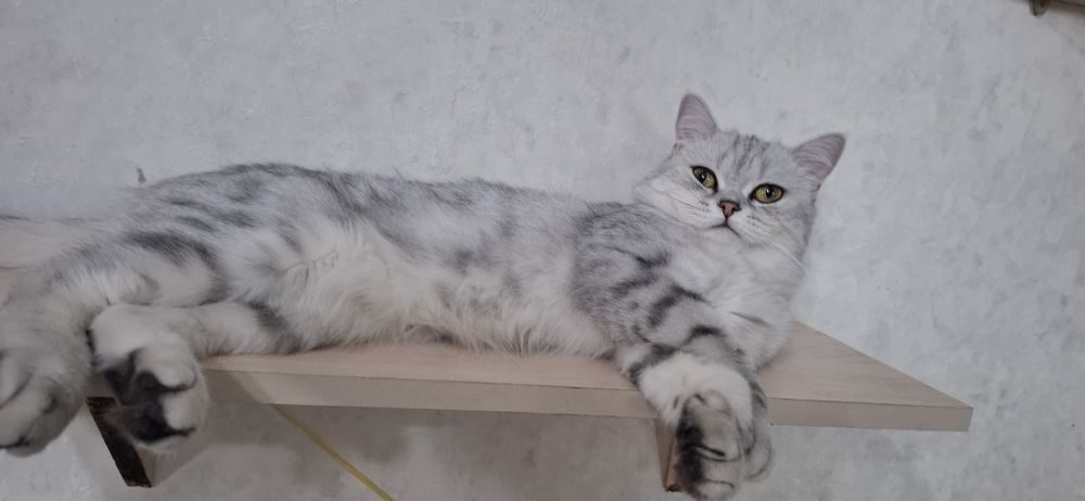 Вязка кота скотишь страйт