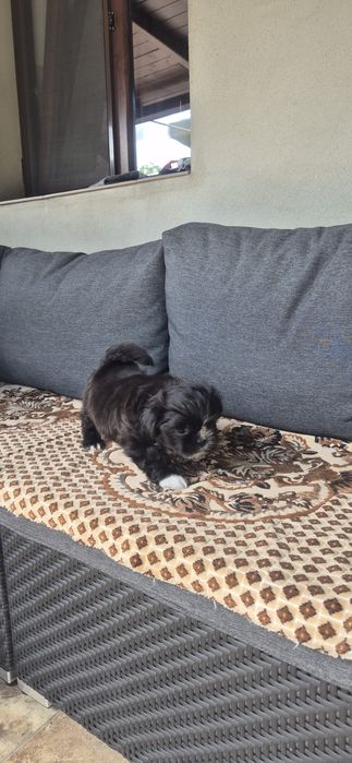 Vand catel Shih Tzu, baietel