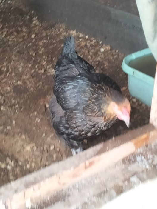 Продаются курочки домашние