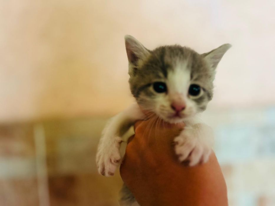 Отдам котят в добрые руки