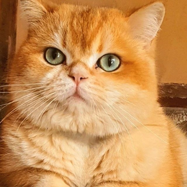 Zalatistiy shinshila ny12 sotadi