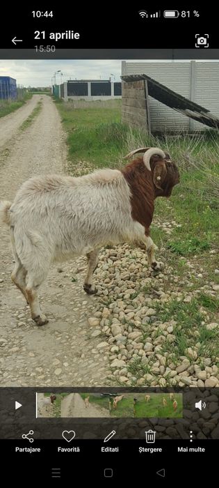 Vând țap Boer de 3 ani și iezii din el