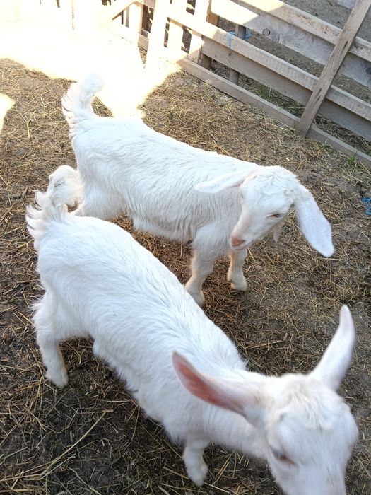 Vând șase capre și iezi