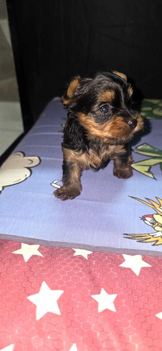 Йоркширски териер ,Йорки