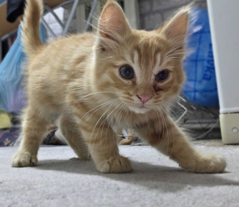 Нашёлся котик, ищет старого хозяина