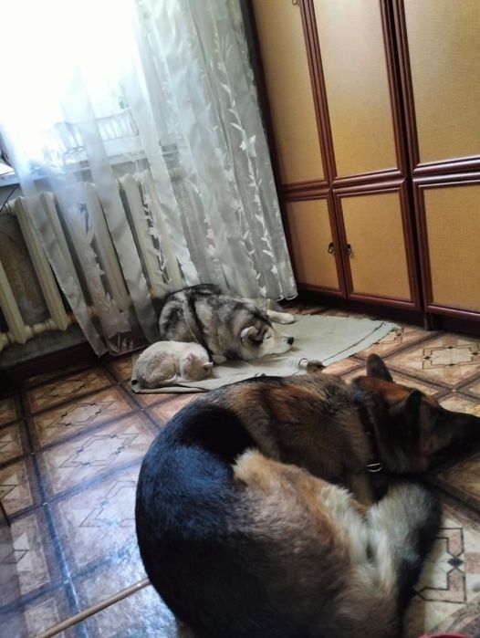 Пропала собака г. Шахтинск, собака хаски