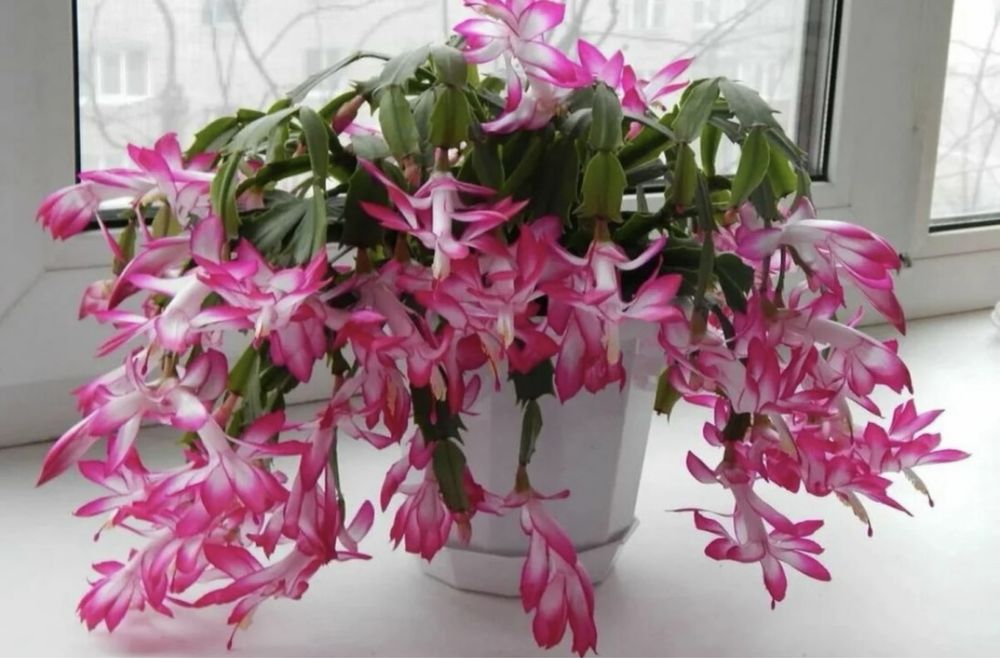 Комнатные растения