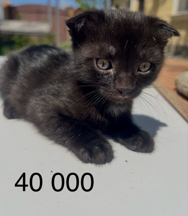 Котенок   мальчик