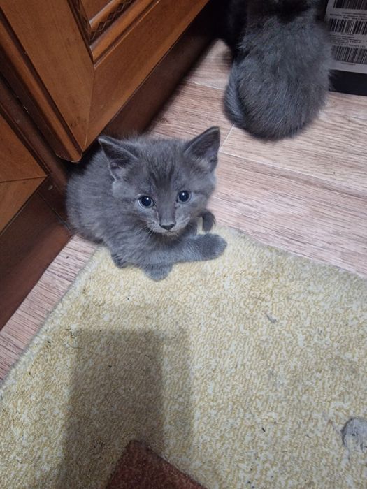 Котята котята котята