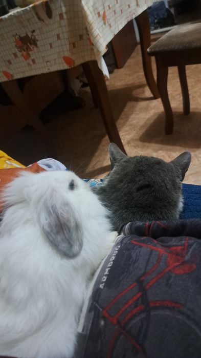 Декоративные кролики