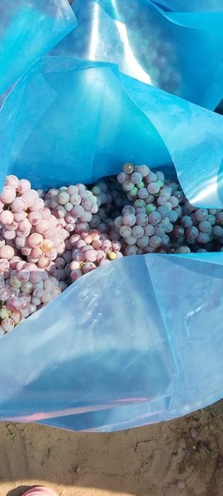 Vând struguri de vin calitate foarte bună Othel și roșioară