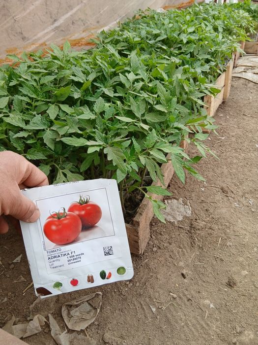 Памидор кучатлар бор