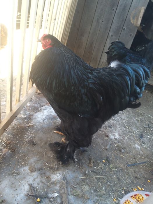 Pui de o zi și ouă de incubat