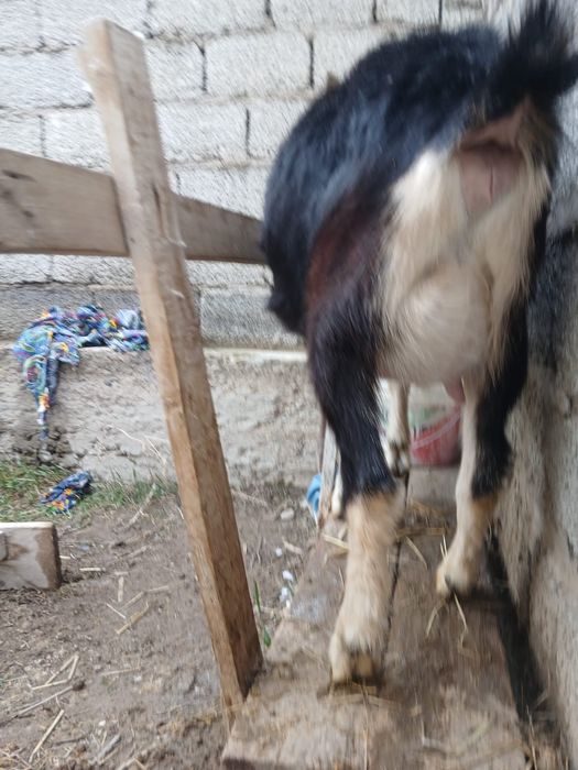 Альпийский сангу ешкі сатылады