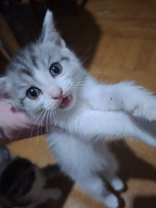 Отдам котят в добрые руки