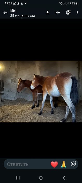 Байталдар сатылады
