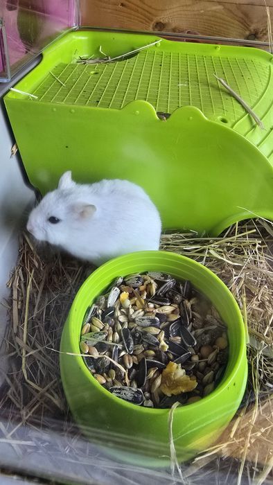 Hamster/hamster pitic