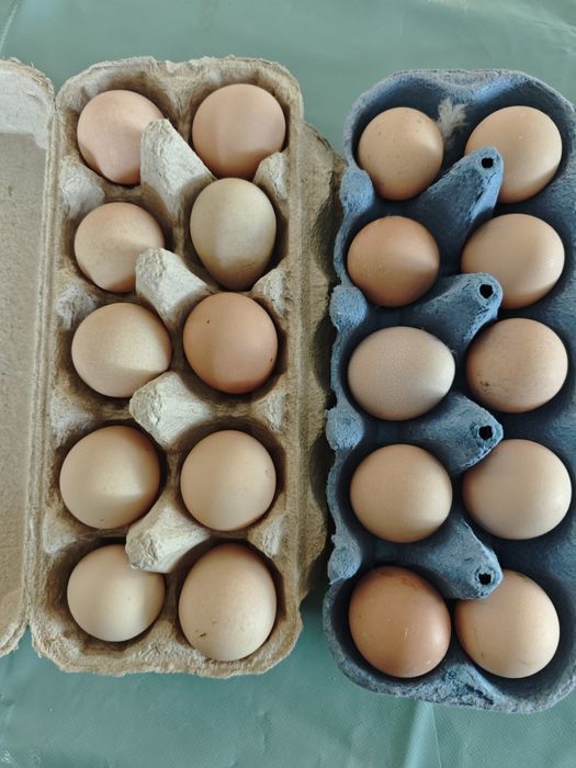 Ouă de bibilică pentru incubat