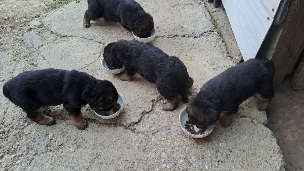 Продава Немска овчарка