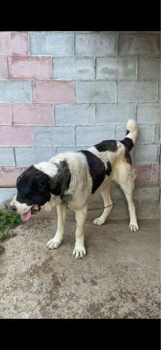 Продам тяж Алабай 1.2год кабель сао