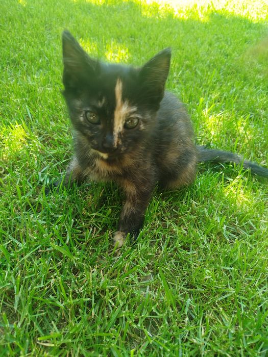 Отдам кошку даром