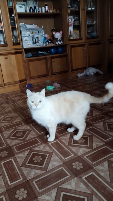 Супер-кот, охотник на мышей