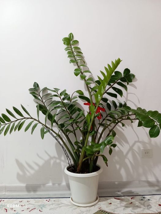 Продам Комнатные цветы большой