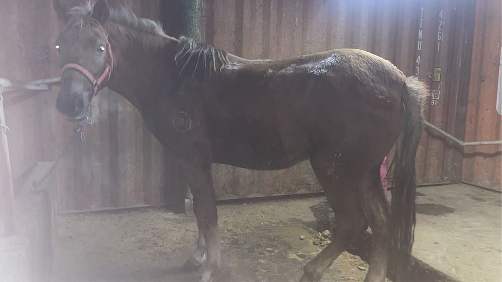 Тай, Кунан, кабыла алам