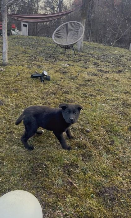 Donez cateluse metis Ciobanesc German