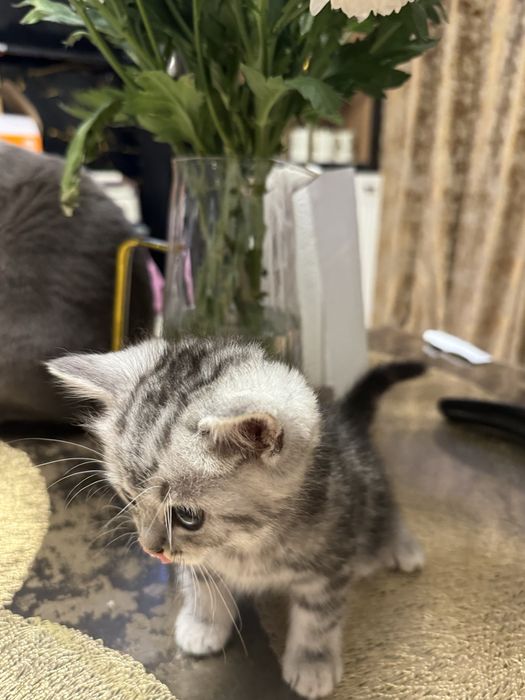 Кошка с катенком