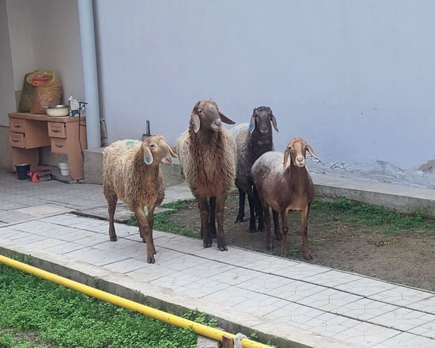 Зотли бугоз солулар ва кучкор