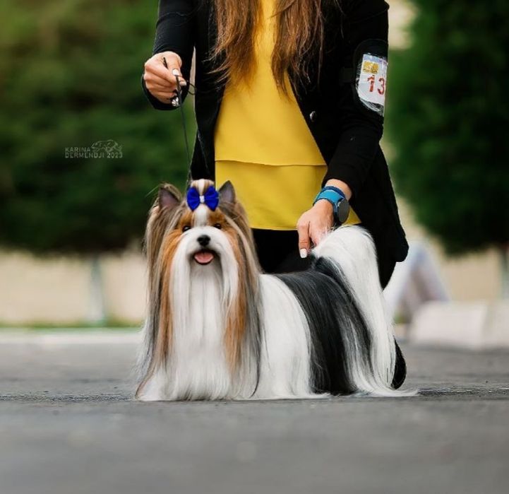 Вязка. Бивер Йорк